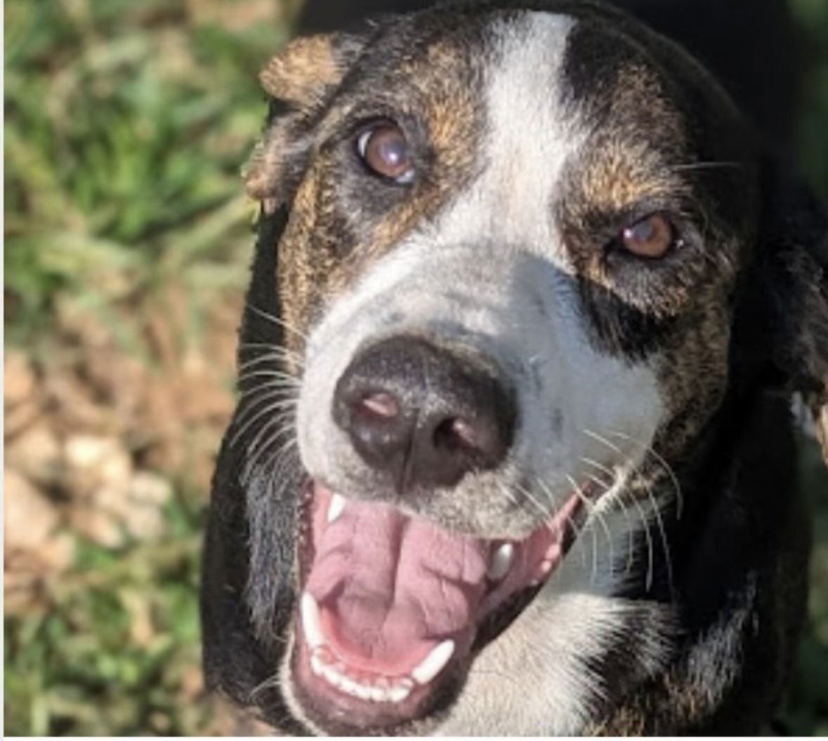 MALLORY (IN FOSTER) - Hound available for adoption