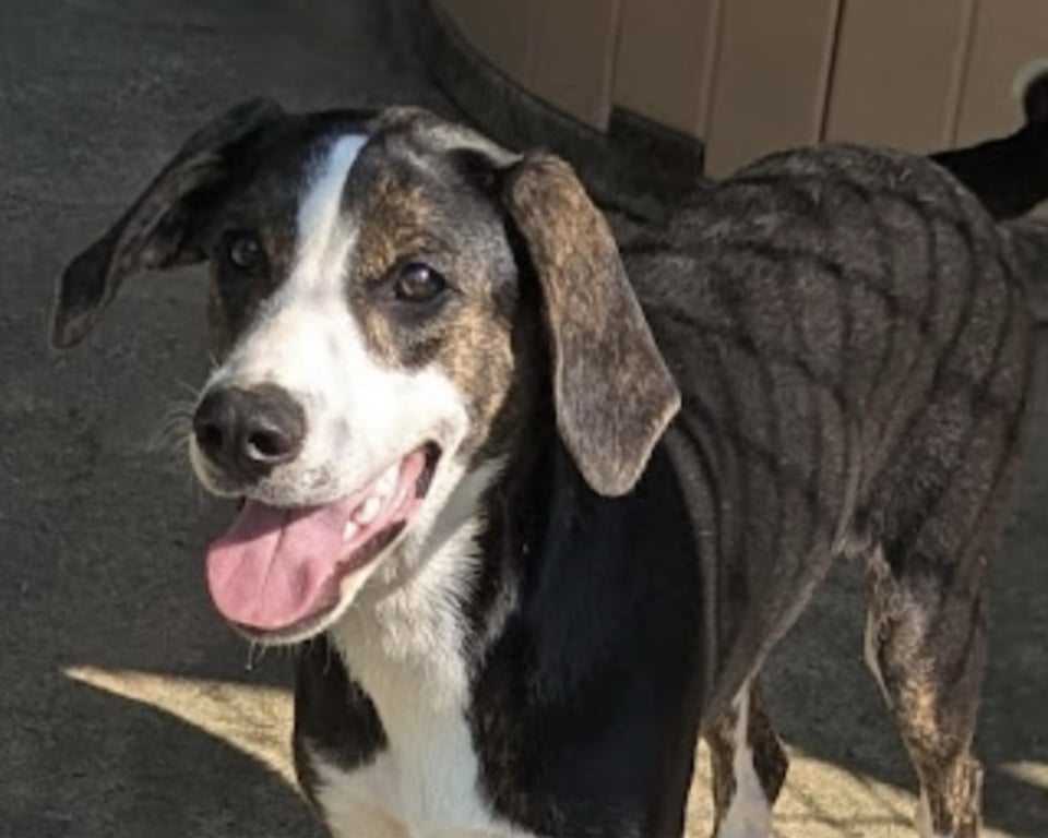 Mallory (in foster) Image