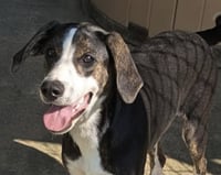 Mallory (in foster) - Photo 1