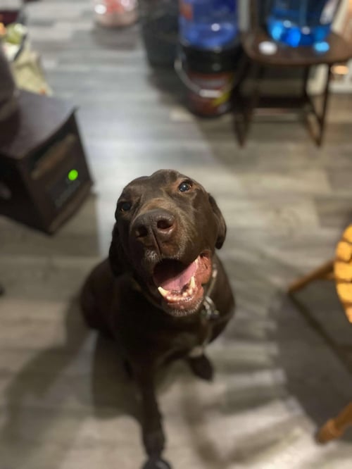 PISTOL (COURTESY POST) - Labrador Retriever / German Shorthaired Pointer for adoption in Reading