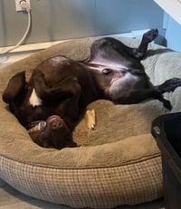 Pistol (Courtesy Post) - Photo 2