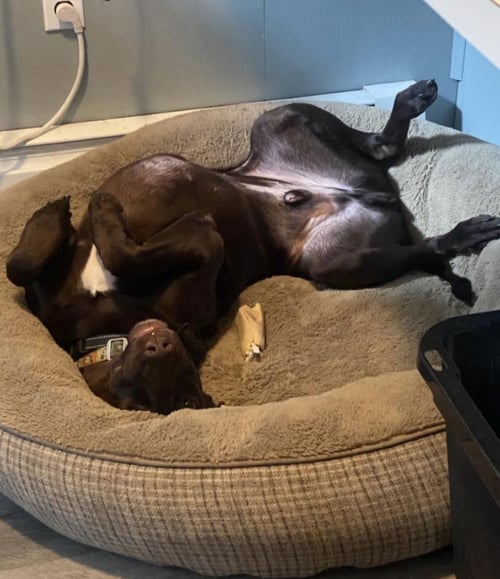 PISTOL (COURTESY POST) - Labrador Retriever / German Shorthaired Pointer available for adoption