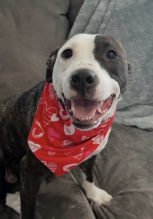 HARLEY (IN PENDING) - American Pit Bull Terrier available for adoption