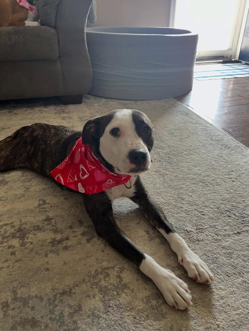 HARLEY (IN PENDING) - American Pit Bull Terrier available for adoption