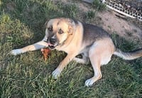 Hank - Photo 1