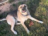 Hank - Photo 2