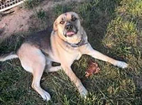 HANK - Shepherd / Pit Bull Terrier available for adoption