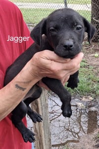 J Litter Jagger - Photo 1