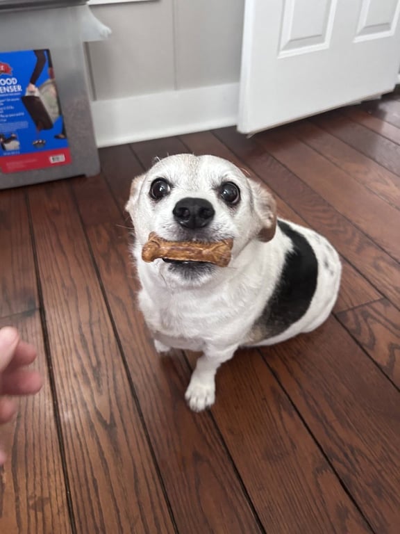 Penny's pup Parker/Rooney Image