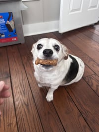 Penny's pup Parker/Rooney - Photo 1