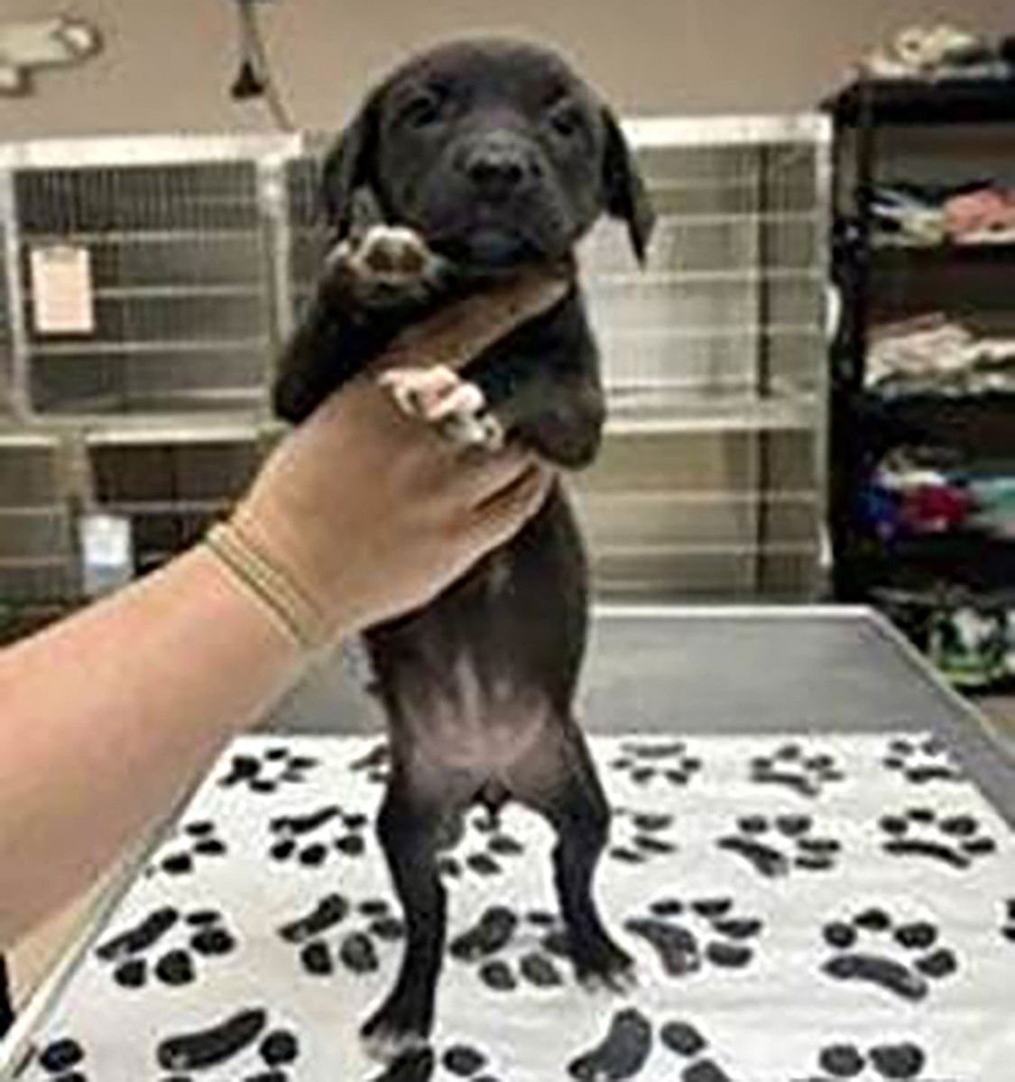 MOORE VET 6 NUTMEG - Labrador Retriever available for adoption