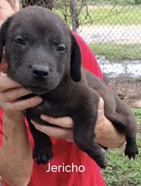 J Litter Jericho - Photo 1
