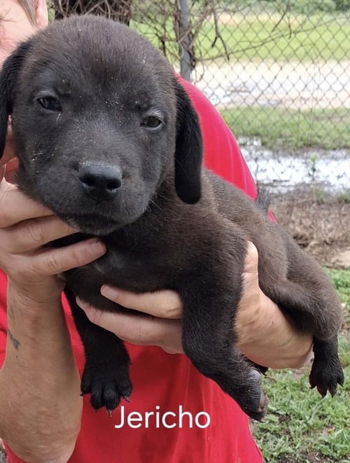 J LITTER JERICHO - Labrador Retriever available for adoption