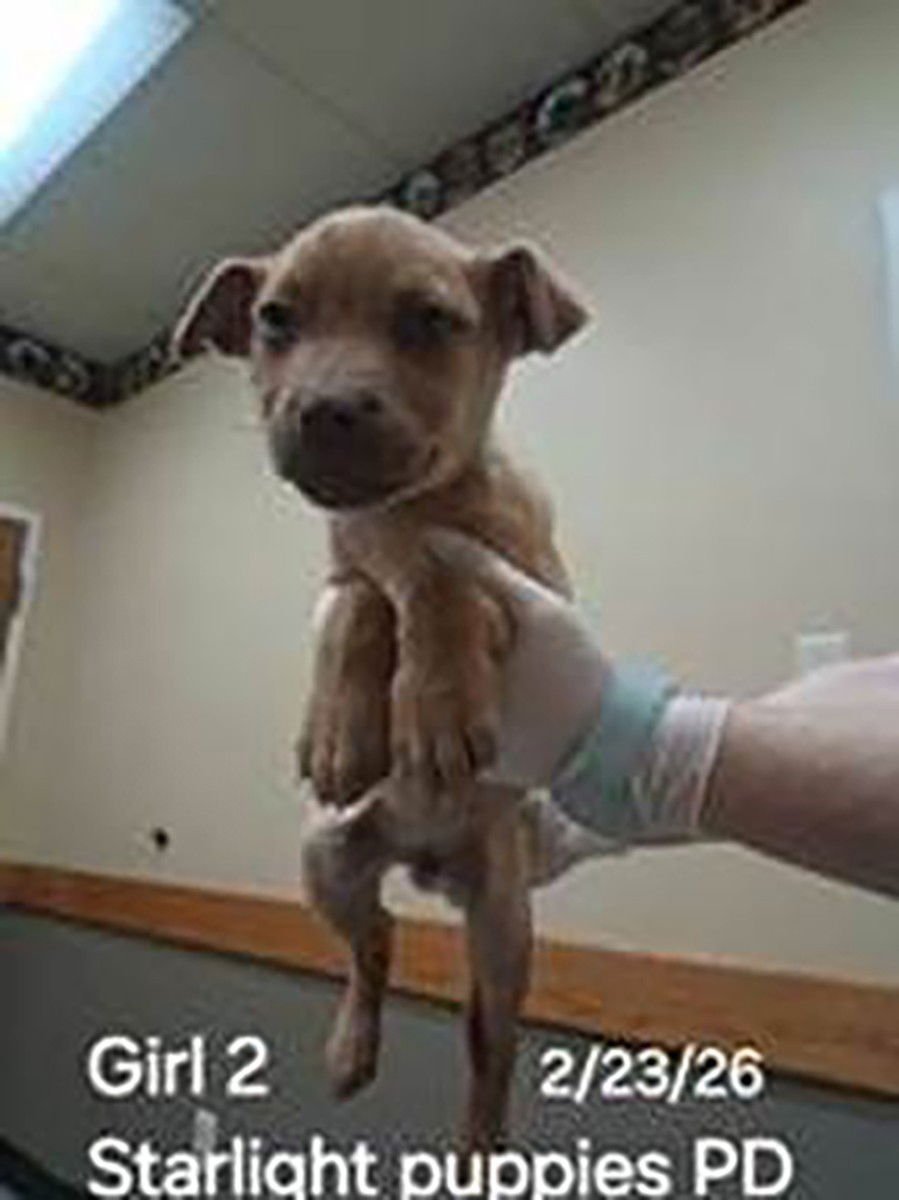 SKYLIGHT PUP ROCKY - Labrador Retriever / Pit Bull Terrier available for adoption