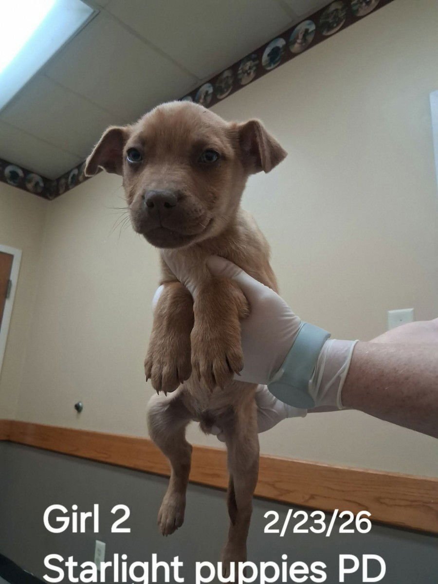 SKYLIGHT PUP ROCKY - Labrador Retriever / Pit Bull Terrier available for adoption