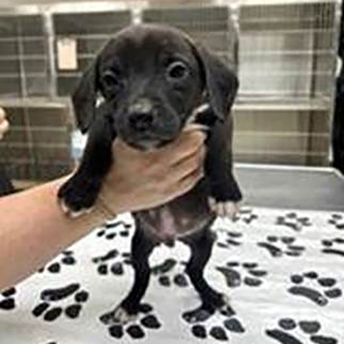 MOORE VET 6 PEPPER