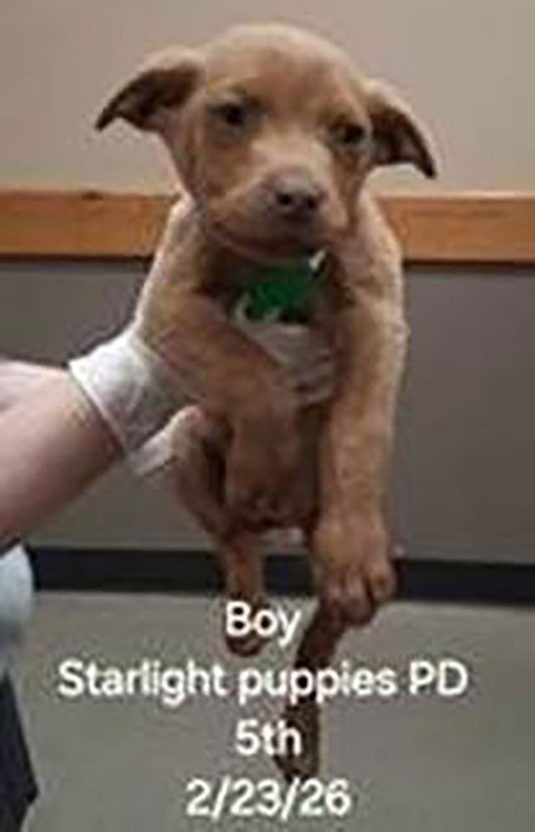 SKYLIGHT PUP RYDER - Labrador Retriever / Pit Bull Terrier available for adoption