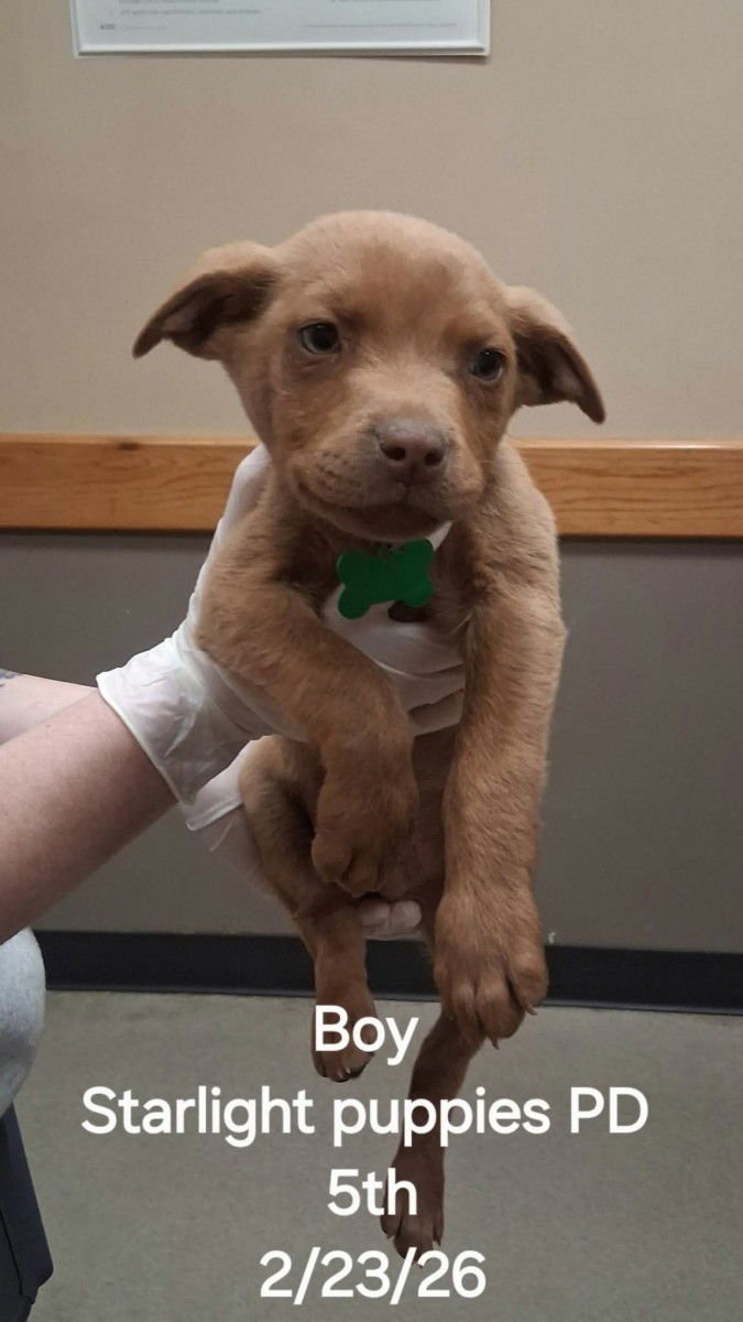 SKYLIGHT PUP RYDER - Labrador Retriever / Pit Bull Terrier available for adoption