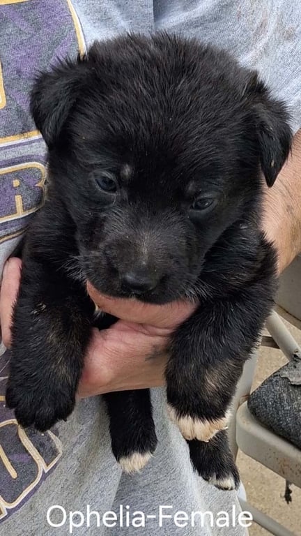 O Litter Ophelia Image