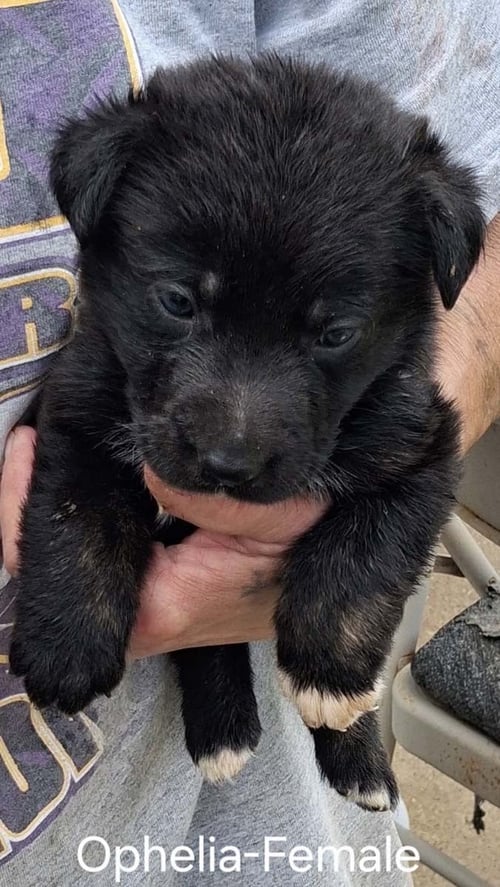 O LITTER OPHELIA - German Shepherd Dog available for adoption