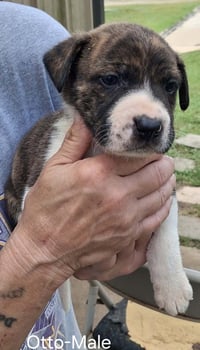 O Litter Otto - Photo 1
