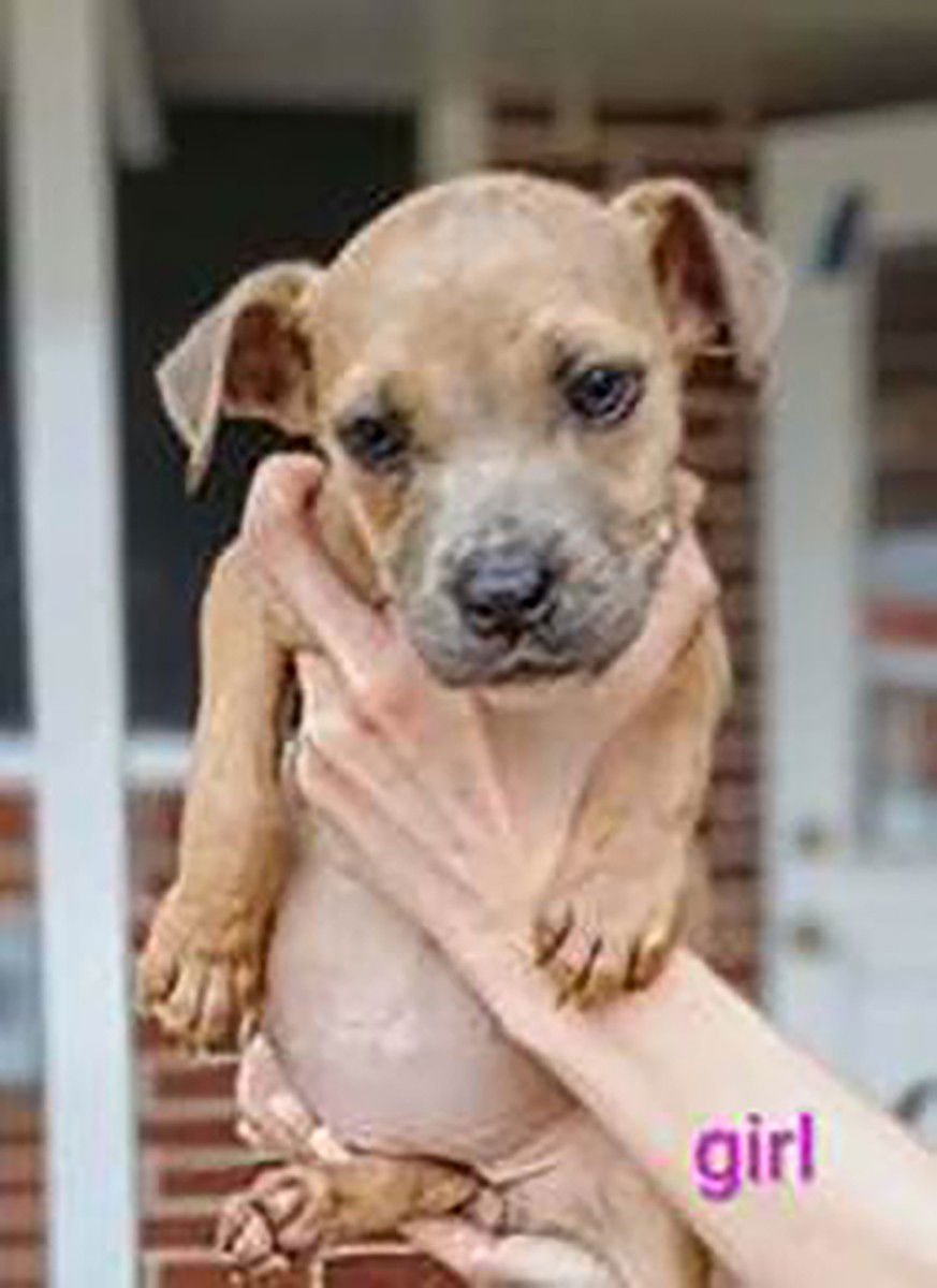 SAVED BY GRACE MOONLIGHT - Labrador Retriever available for adoption
