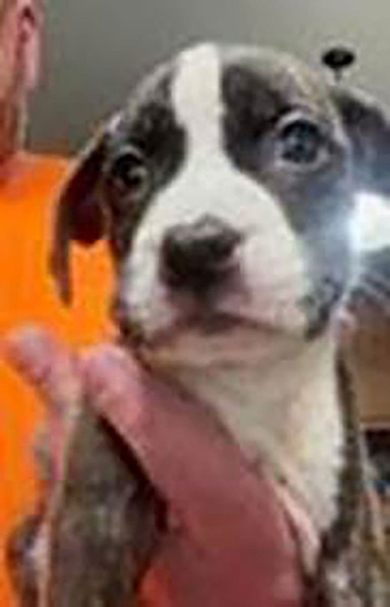 SAVED BY GRACE MOONLIGHT - Labrador Retriever available for adoption
