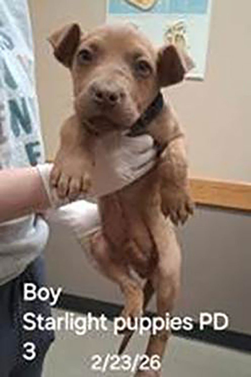 SKYLIGHT PUP RYKER - Labrador Retriever / Pit Bull Terrier available for adoption