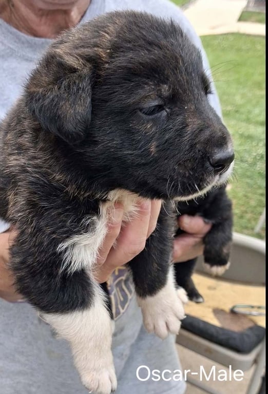 O Litter Oscar Image