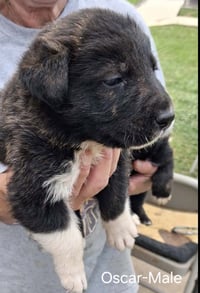 O Litter Oscar - Photo 1