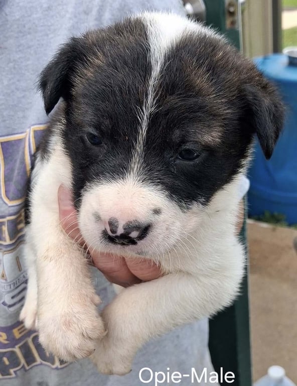 O Litter Opie Image