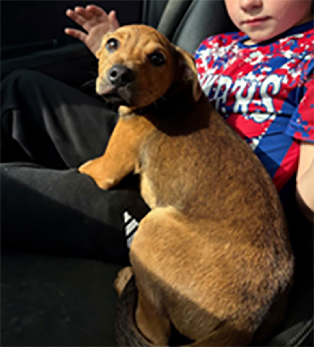 CHURCH - Labrador Retriever available for adoption
