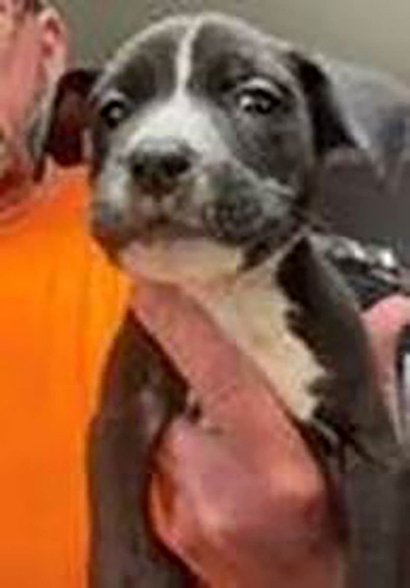 SAVED BY GRACE LILY - Labrador Retriever available for adoption