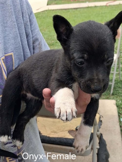 O LITTER ONYX - German Shepherd Dog available for adoption