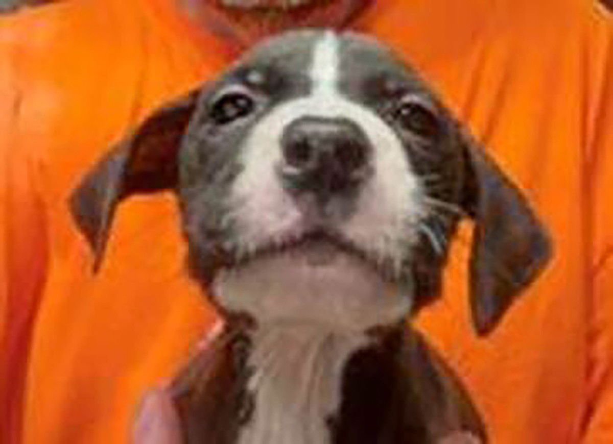 SAVED BY GRACE PETER - Labrador Retriever available for adoption