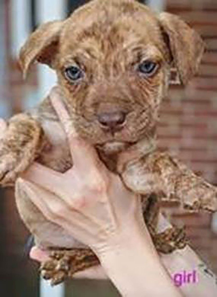 GRANNY'S PUP CHRISTIE - Labrador Retriever available for adoption