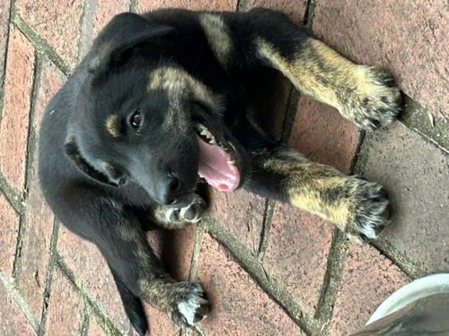 LOU'S PUP BEAR - German Shepherd Dog / Siberian Husky available for adoption