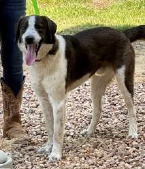 CAPTAIN - Border Collie available for adoption