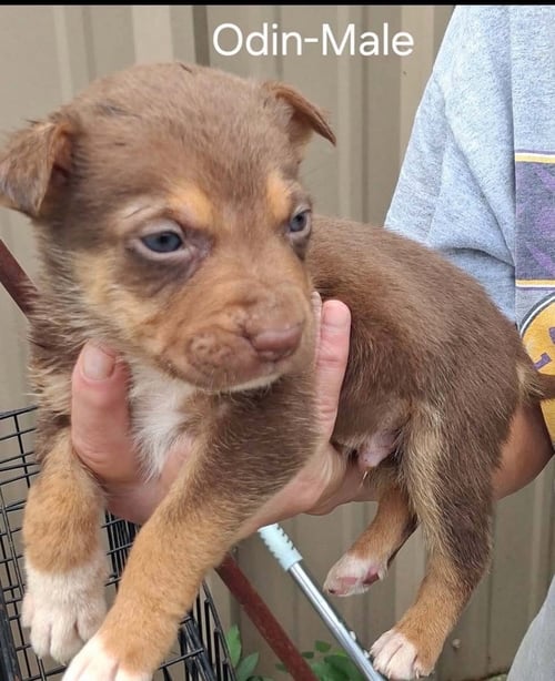 O LITTER ODIN - German Shepherd Dog available for adoption