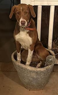 Copper - Photo 2