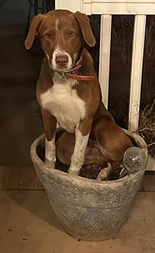 COPPER - Border Collie available for adoption