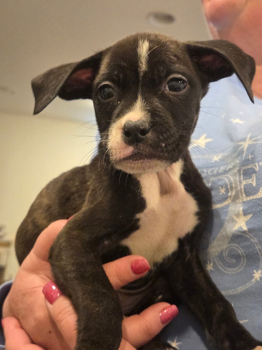 SAVED BY GRACE MOPSY - Labrador Retriever available for adoption