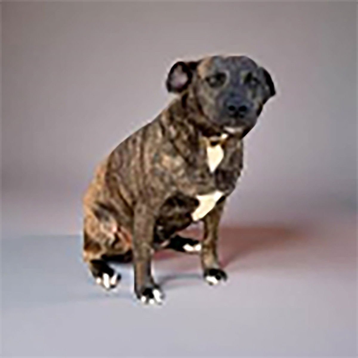 BRINNY - Pit Bull Terrier available for adoption