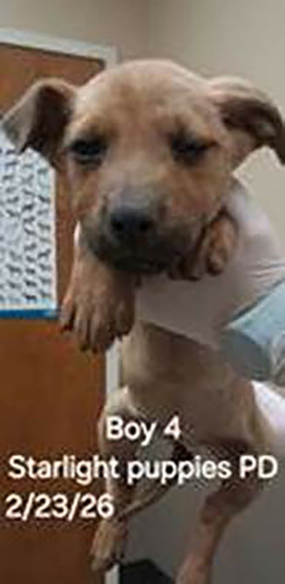 SKYLIGHT PUP RYLEIGH - Labrador Retriever / Pit Bull Terrier available for adoption