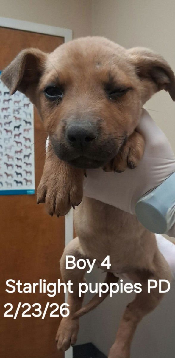 SKYLIGHT PUP RYLEIGH - Labrador Retriever / Pit Bull Terrier available for adoption