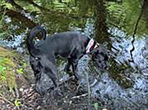LUNA - Labrador Retriever available for adoption