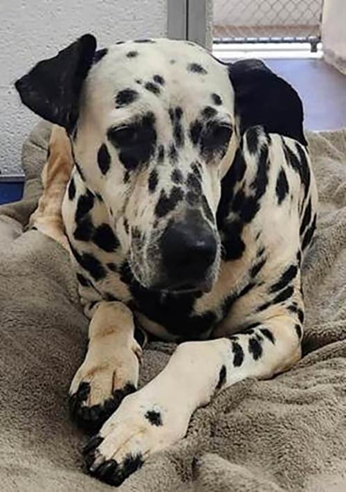 SKY - Dalmatian available for adoption