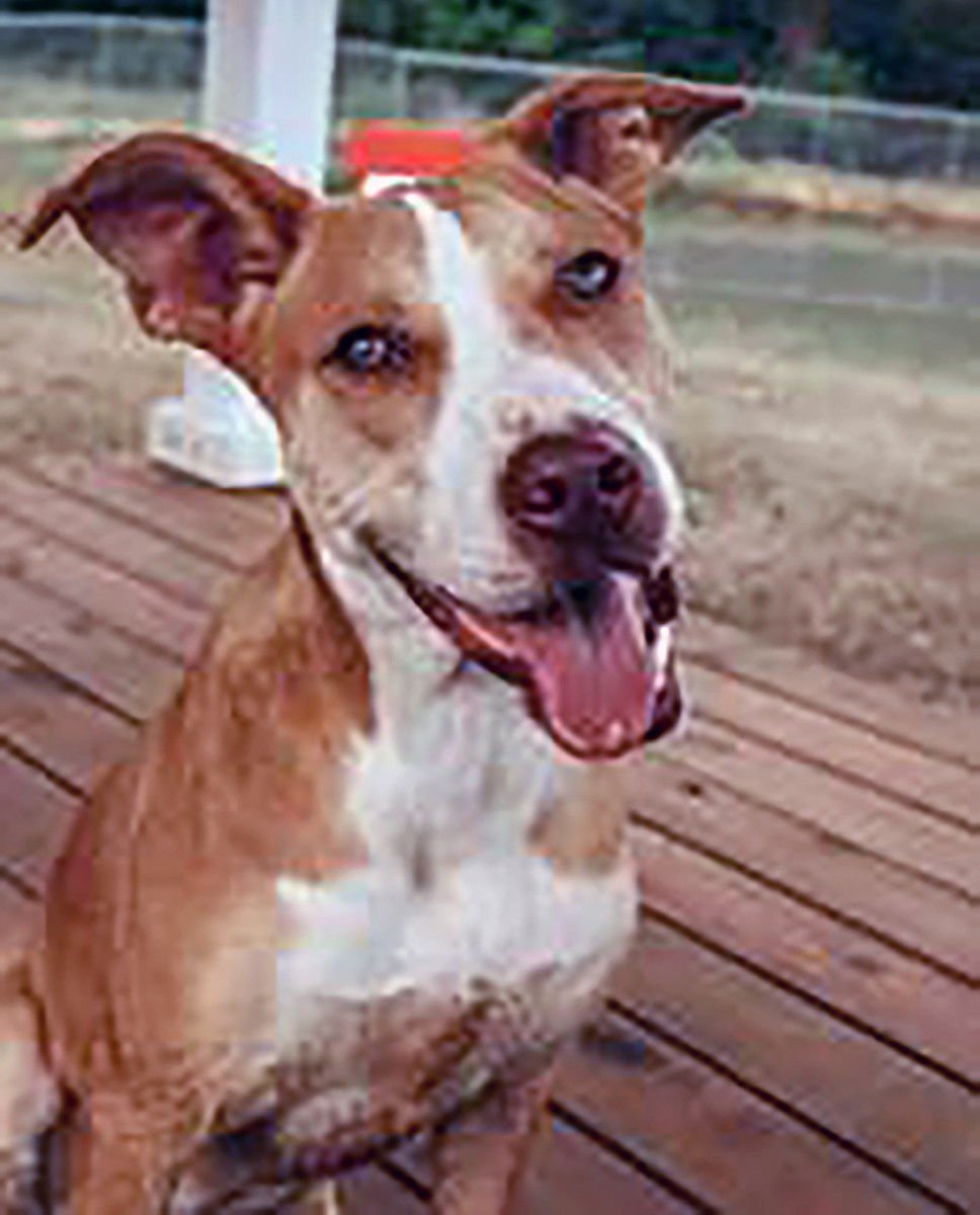 MONET - Pit Bull Terrier available for adoption