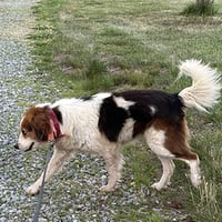 Sammy - Photo 1