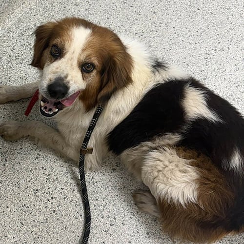 SAMMY - Collie available for adoption